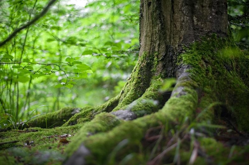 Forest Stock Image